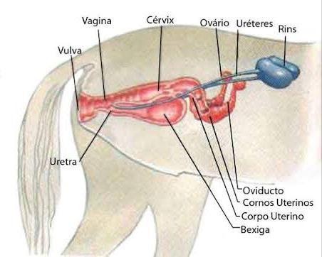 Anatomia da reprodução da égua