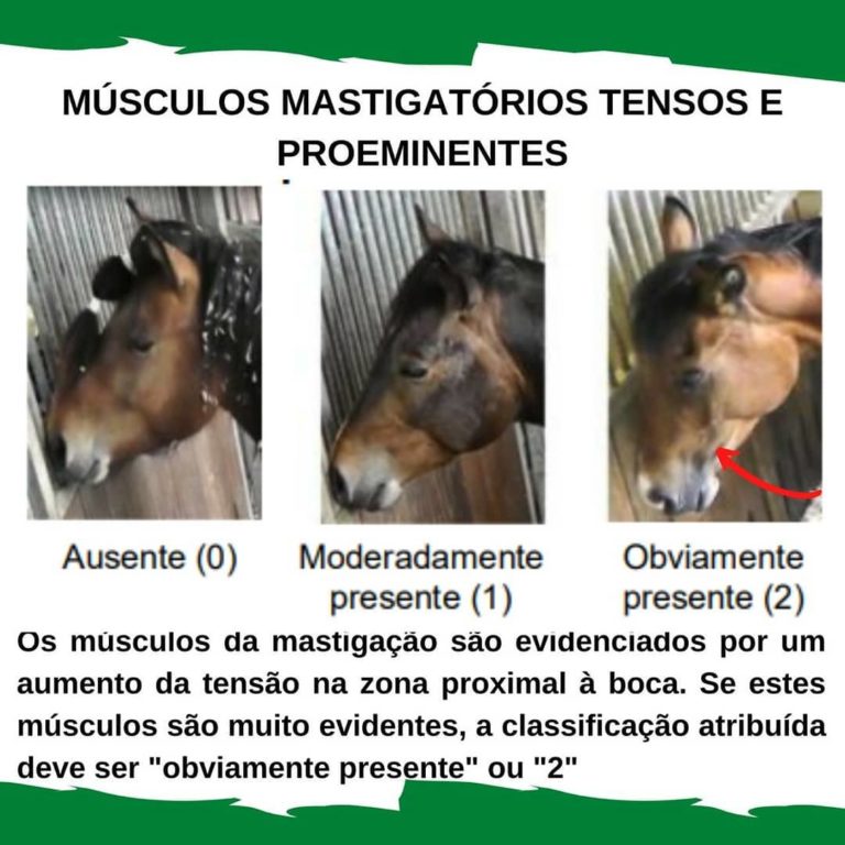 Dor Em Equinos Fisiopatologia E Escalas Da Dor Blog Equinovet