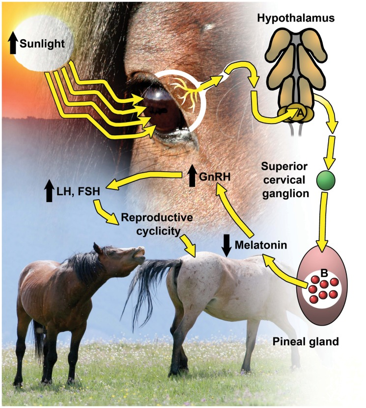 veterinaria - Fisiologia da Reprodução