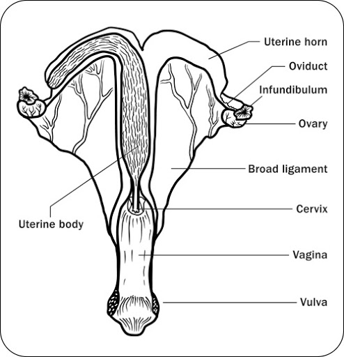 Anatomia reprodução de éguas