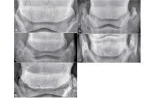 Síndrome do Navicular Sinais Clínicos e Tratamento Blog Equinovet