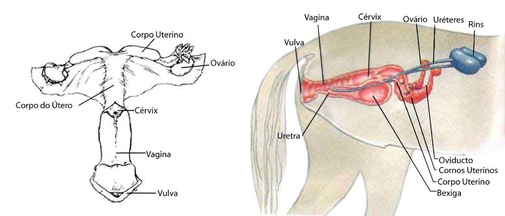 Anatomia reprodutiva da égua