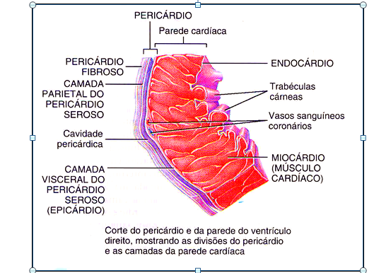 Anatomia das camadas do coração