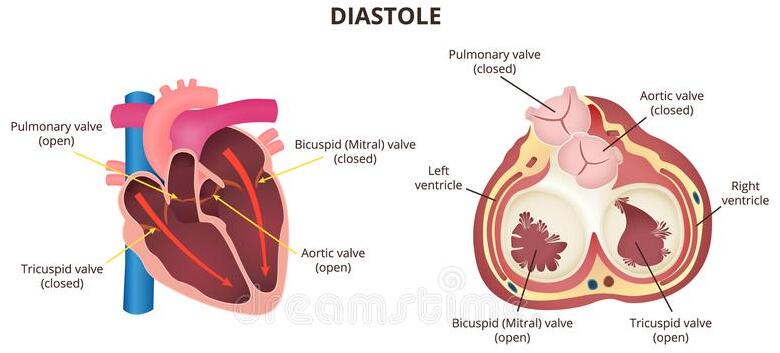 fisiologia da diástole coração
