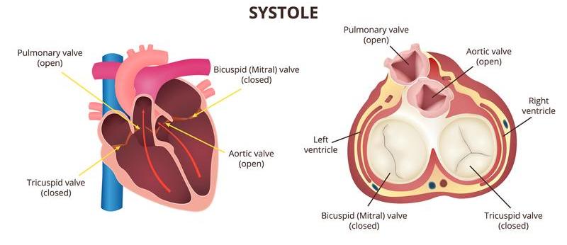 fisiologia sístole coração