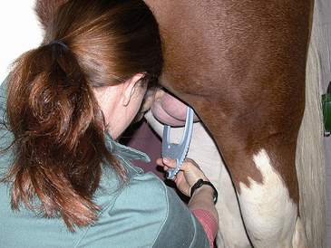 Medição testicular de equinos