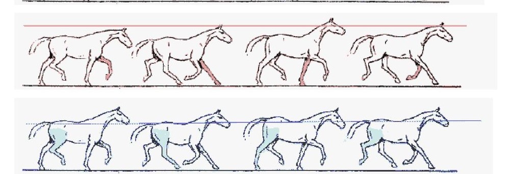 Claudicação sindrome do navicular