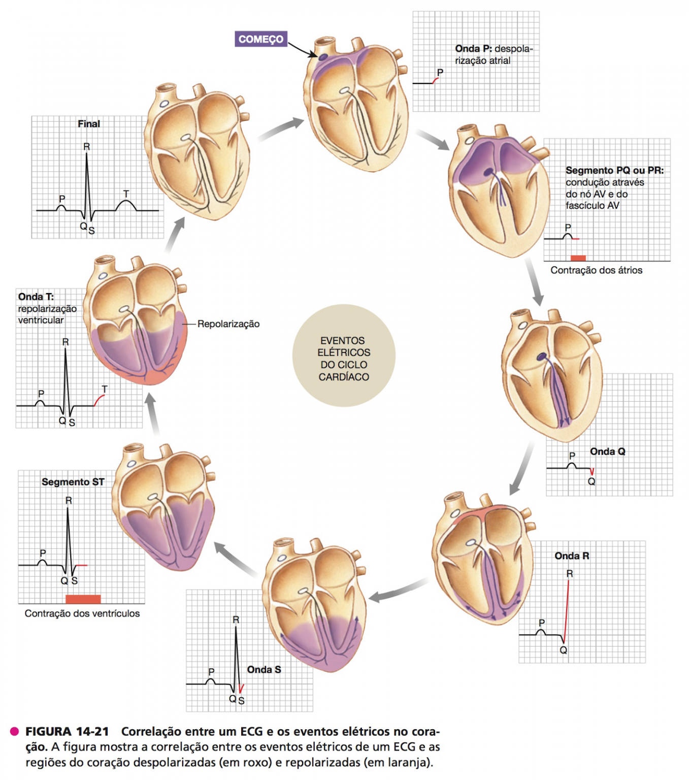 Anatomia E Fisiologia Do Coração Blog Equinovet