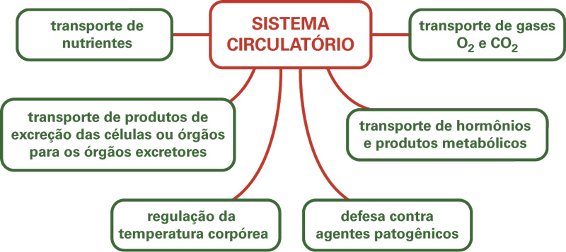 Principais funções do coração