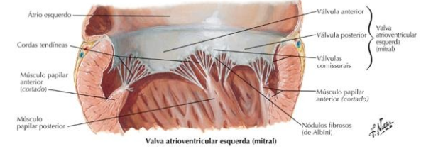 Anatomia e fisiologia a valva mitral coração