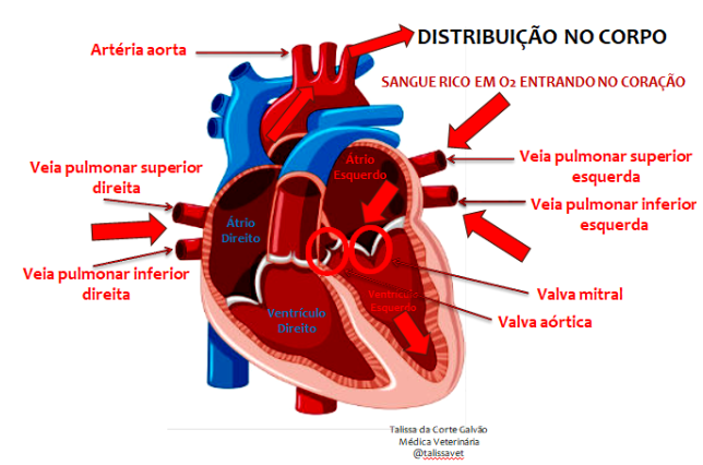 Anatomia E Fisiologia Do Cora O Blog Equinovet