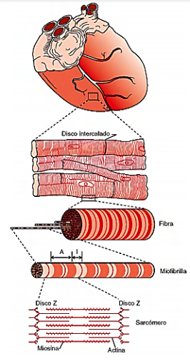 Fibras musculares cardíacas
