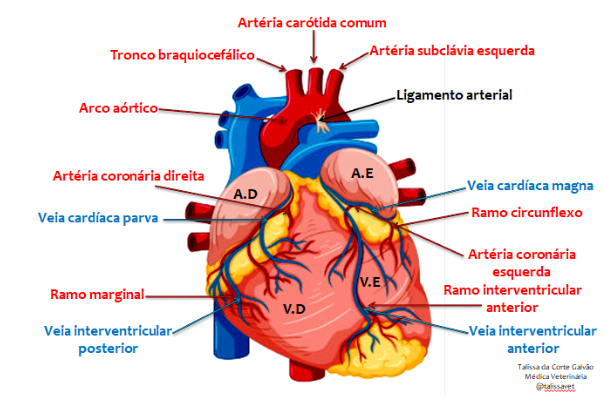 anatomia e fisiologia do coração