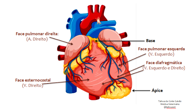 anatomia e fisiologia das faces do coração