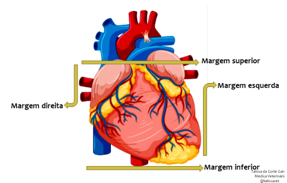 anatomia e fisiologia das margens do coração