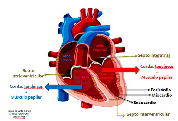 anatomia e fisiologia interna do coração