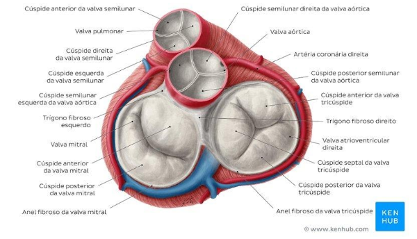 anatomia e fisiologia das valvas do coração 