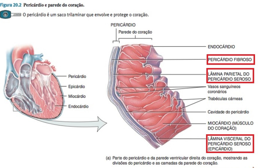 anatomia do pericárdio coração