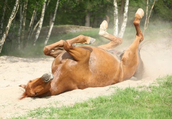 O que mais causa a morte em cavalos? Có-li-cas!, Artigos