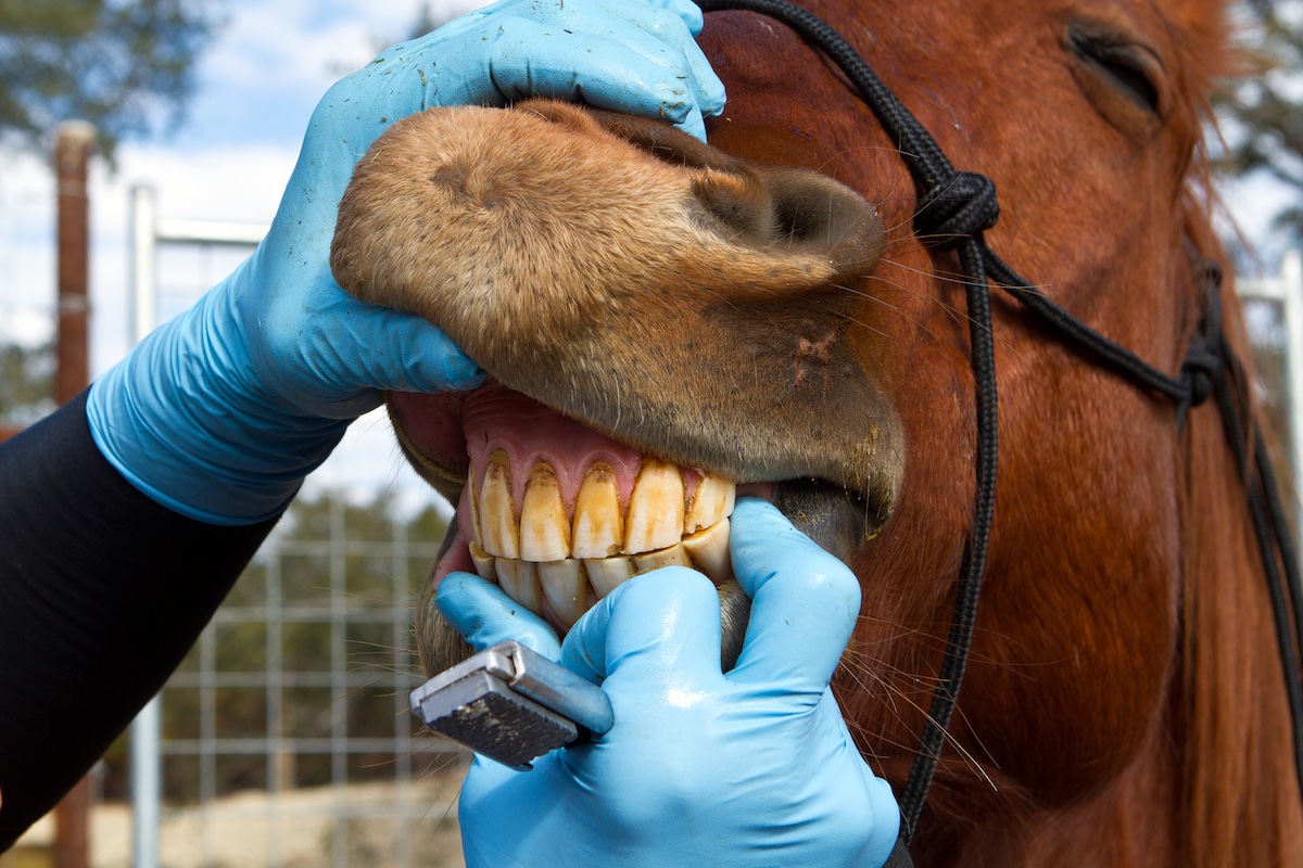 Odontologia veterinária: Fraturas de mandíbula e maxila - Blog do