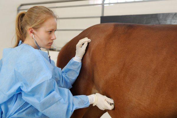 Auscultação do abdômen equino