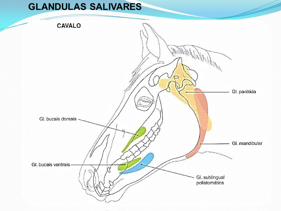 Glandulas salivares dos cavalos