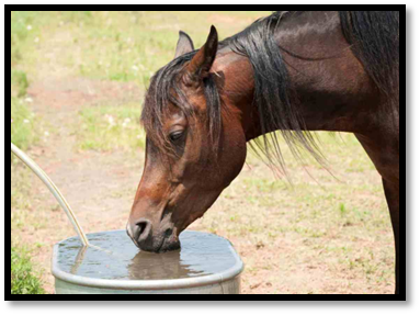 Cavalo bebendo água após exercitar-se