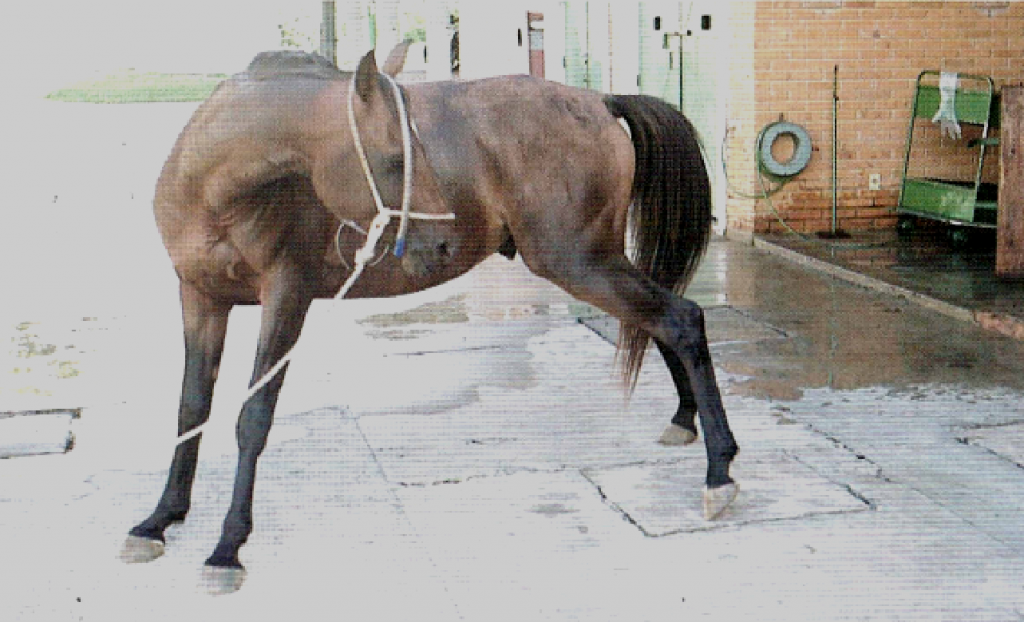 Cólica equina: conheça os tipos mais comuns e diagnóstico