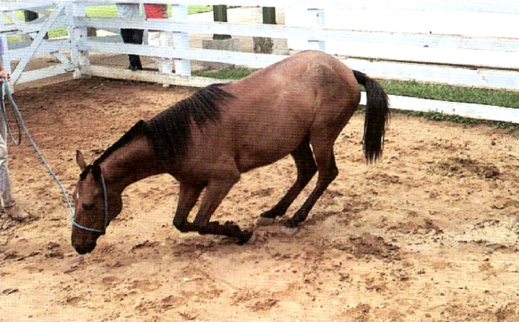 Equino com cólica