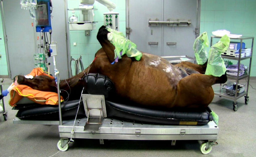 Cirurgia de cólica em equinos