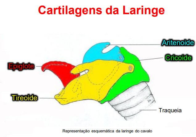 Representação das cartilagens dos cavalos