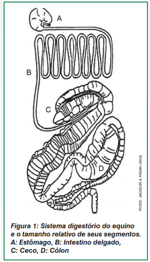 Representação anatômica do sistema digestório dos equinos