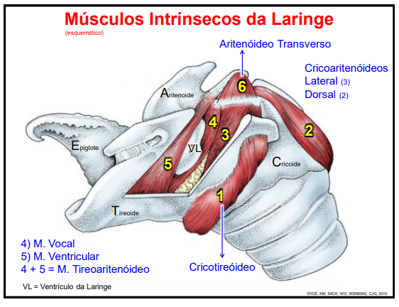 músculos da laringe do cavalo