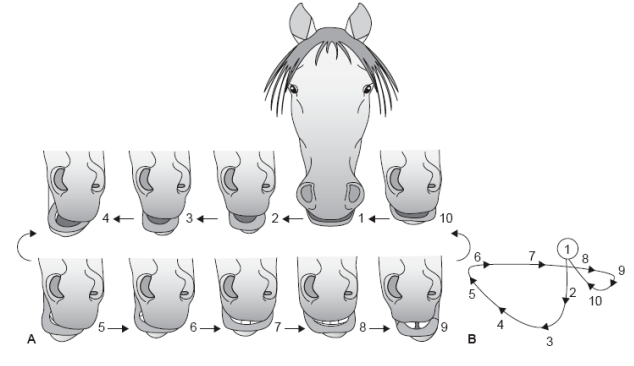 Ciclo mastigatório do cavalo