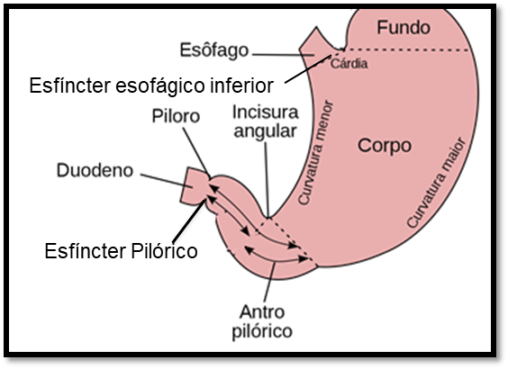 Estômago de Equinos