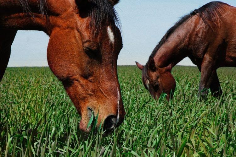 Movimento de apreensão cavalos