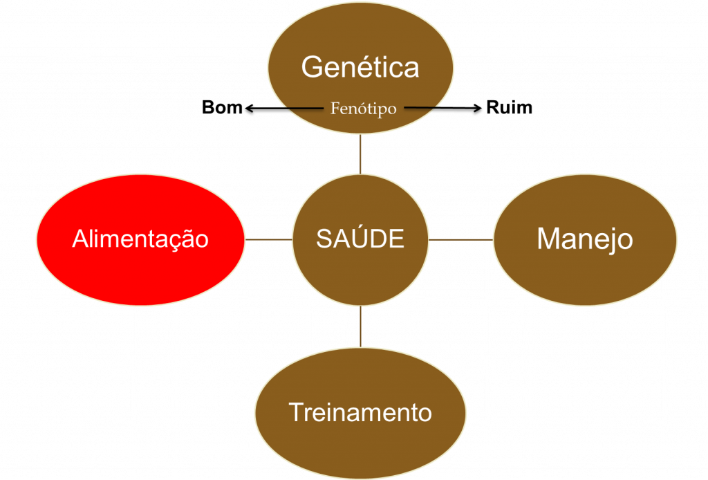  Pilares da saúde de equinos