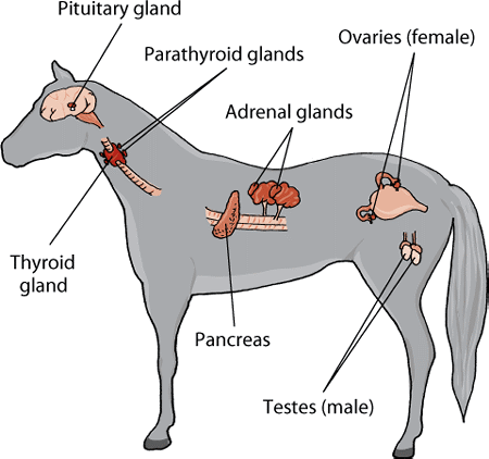 Pancreas equinos