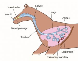 Hemiplegia Lar Ngea Em Equinos Etiologia E Tratamento Blog Equinovet