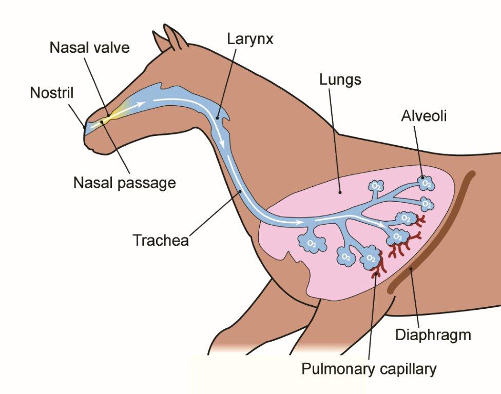 sistema respiratório do equino