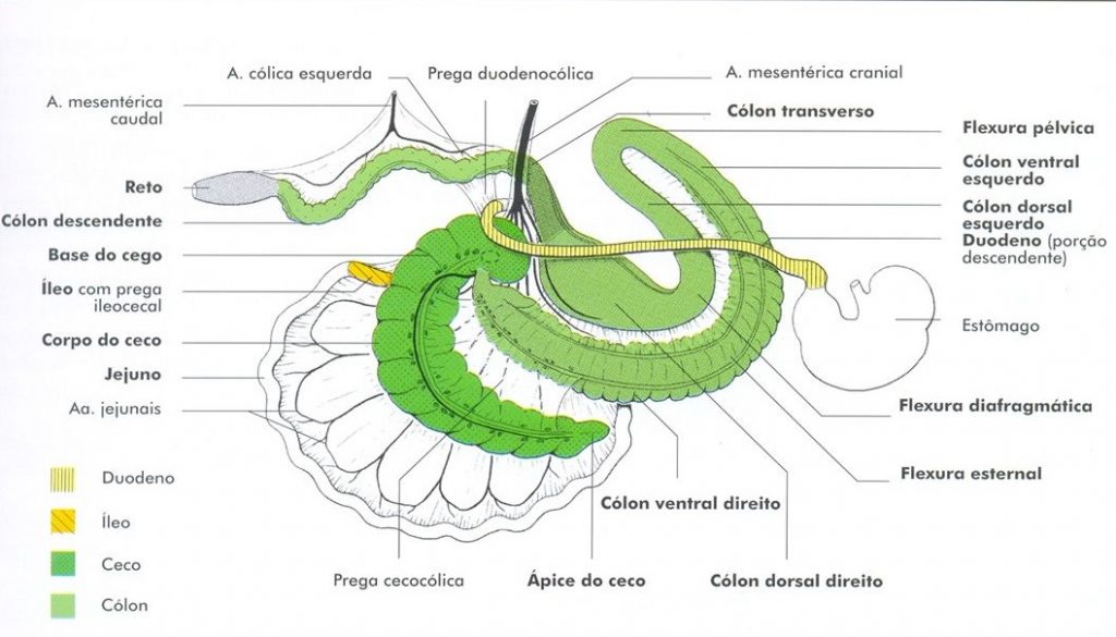 Intestino de equinos