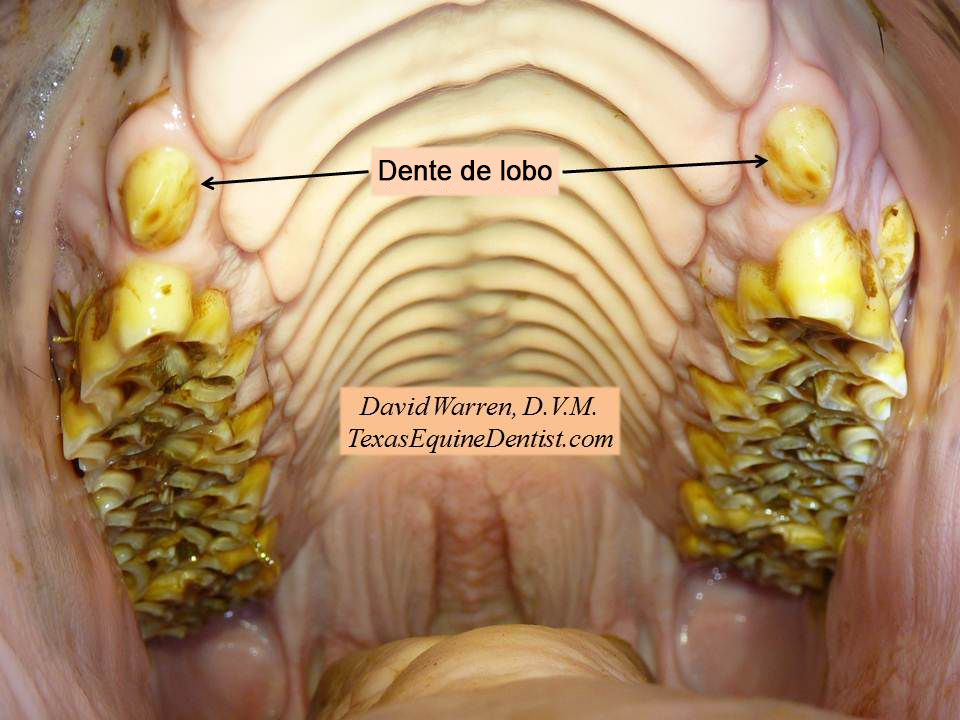 dente de lobo cavalo