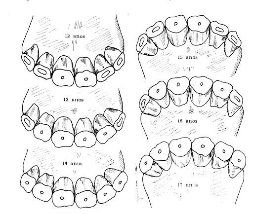 face oclusal do cavalo