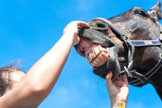 exame odontologia equina