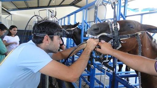 correção dentes do cavalo