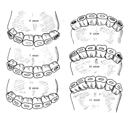 face oclusal do equino