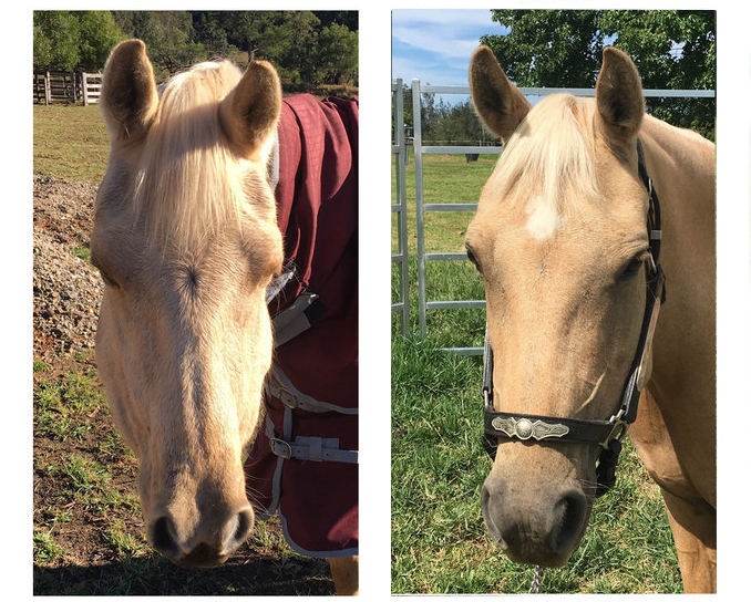 Comaparação entre cavalos com osteodistrofia fibrosa