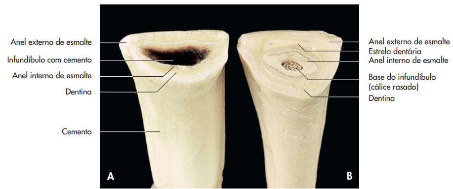 dentes na odontologia equina