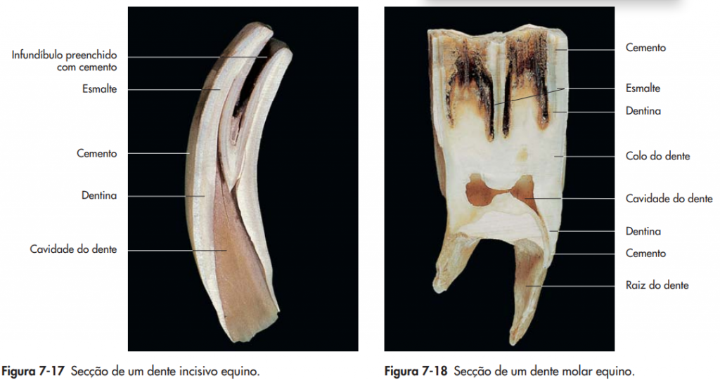 Dente incisivo e molar do cavalo