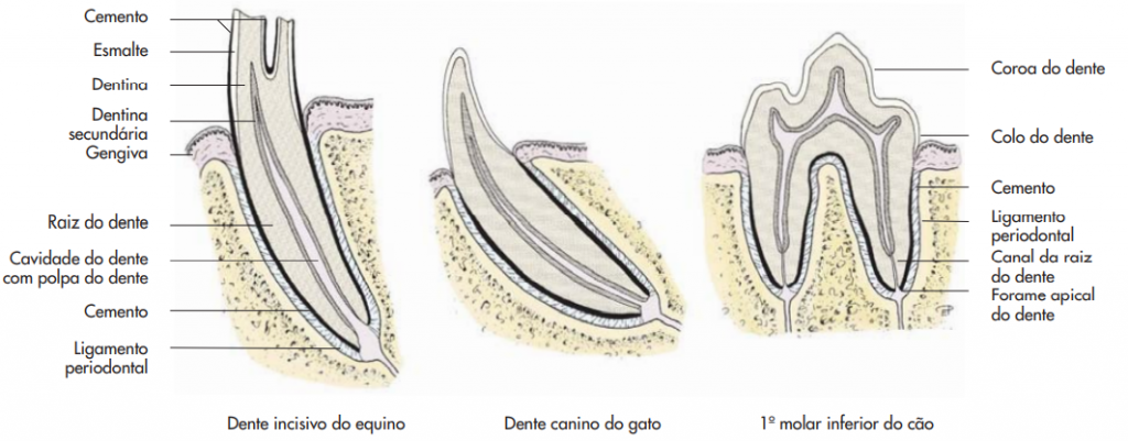 dente incisivo do cavalo